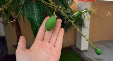 Jak můžete pěstovat mango z kamene na otevřeném poli a ve skleníku doma, zejména výsadba a péče